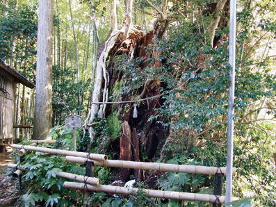 高爪神社のタブノキ