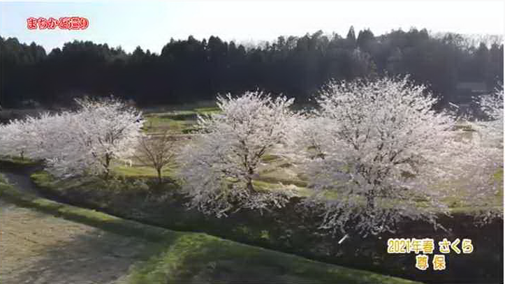 尊保地区　桜