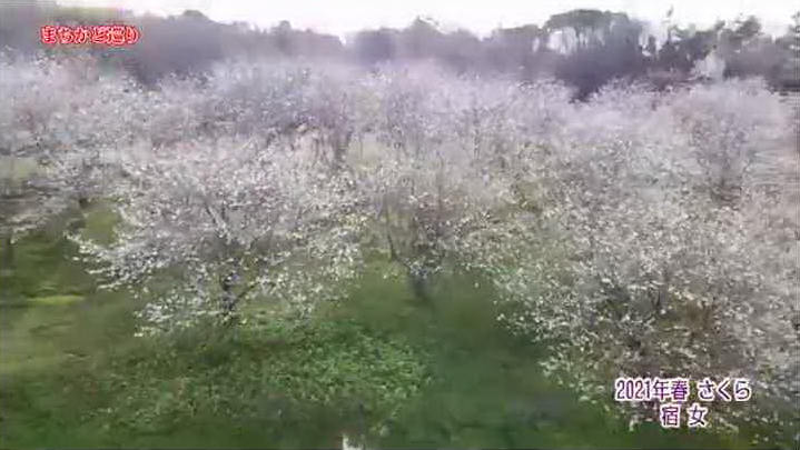 矢留地区　桜