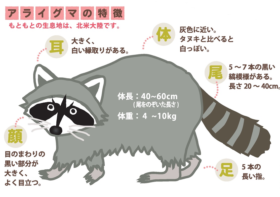 アライグマの画像