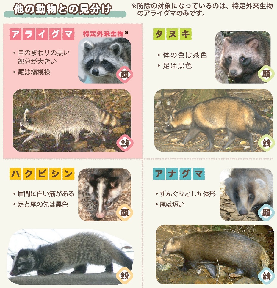 アライグマと他の動物の見分け方