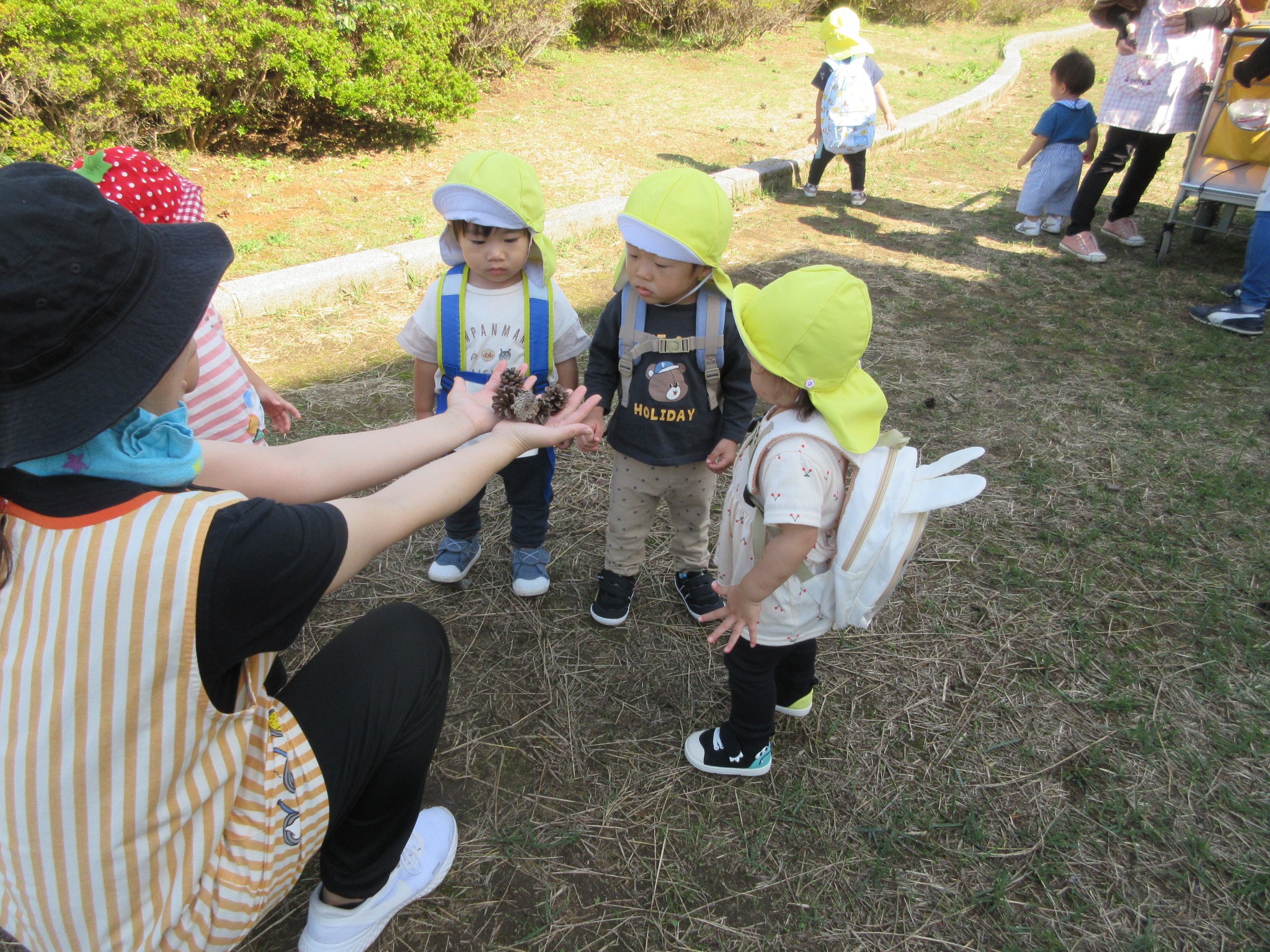 まつぼっくり発見！すみれ、たんぽぽ