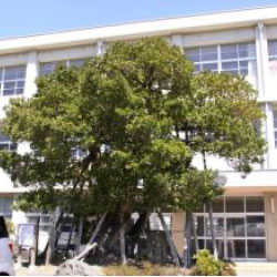 町政への提案