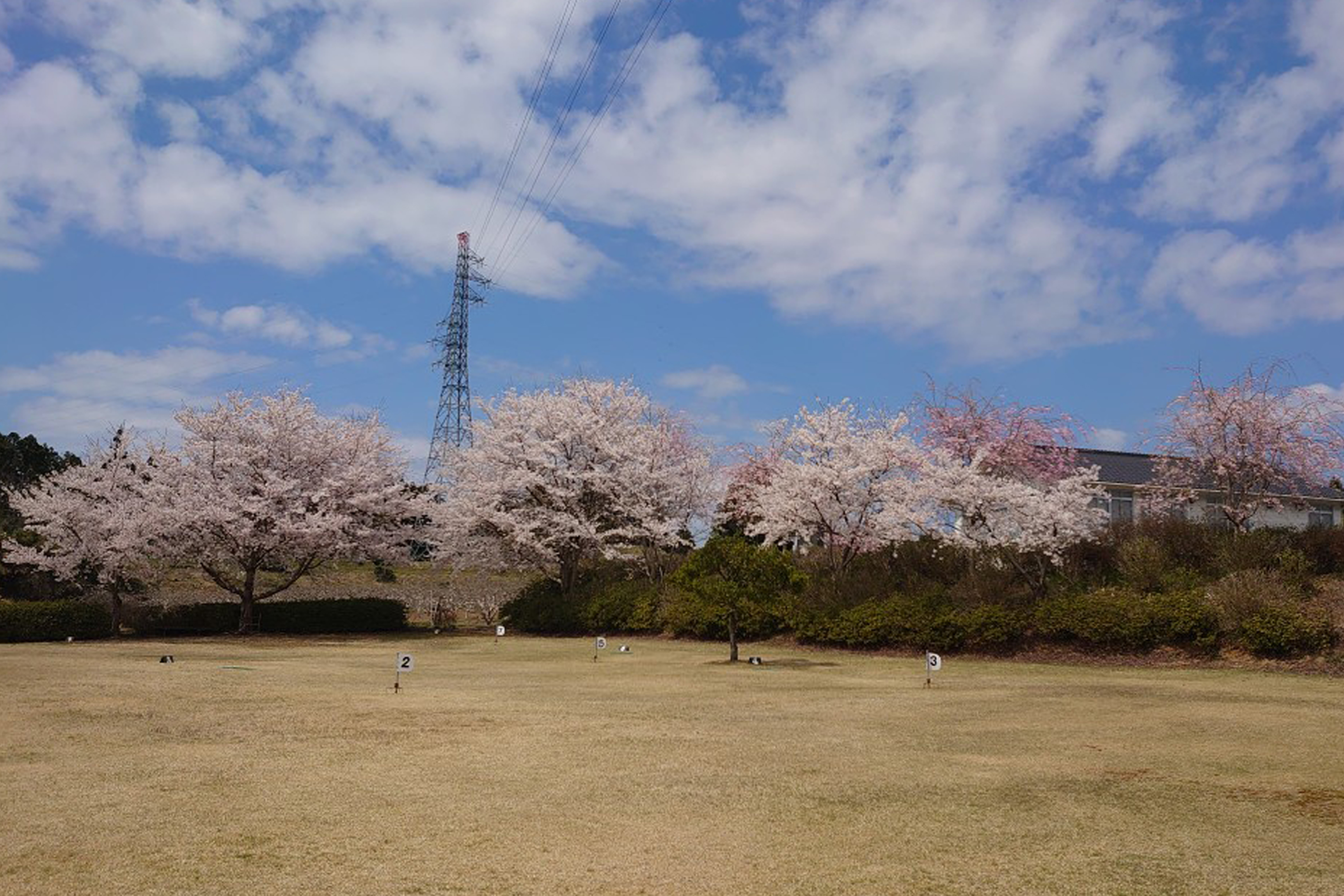 桜の画像3