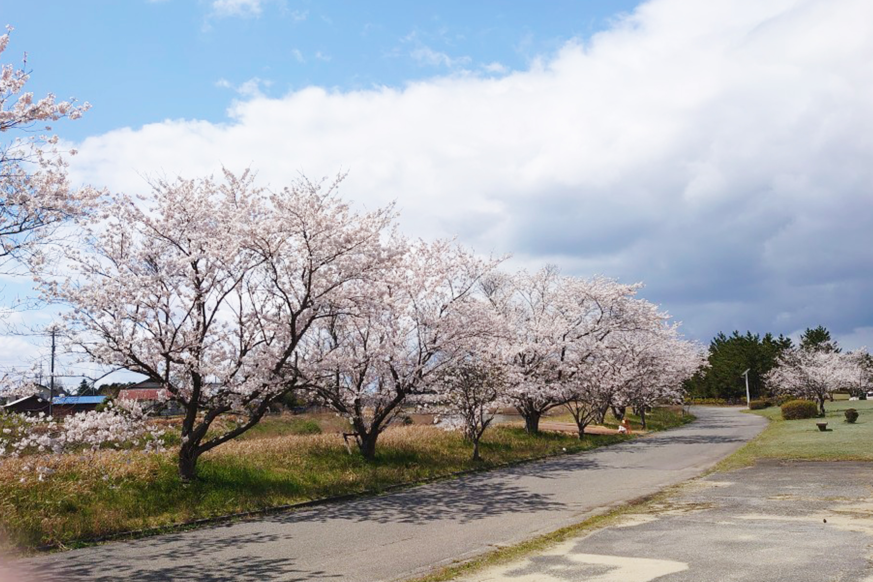高浜・柴木総合公園の桜の画像