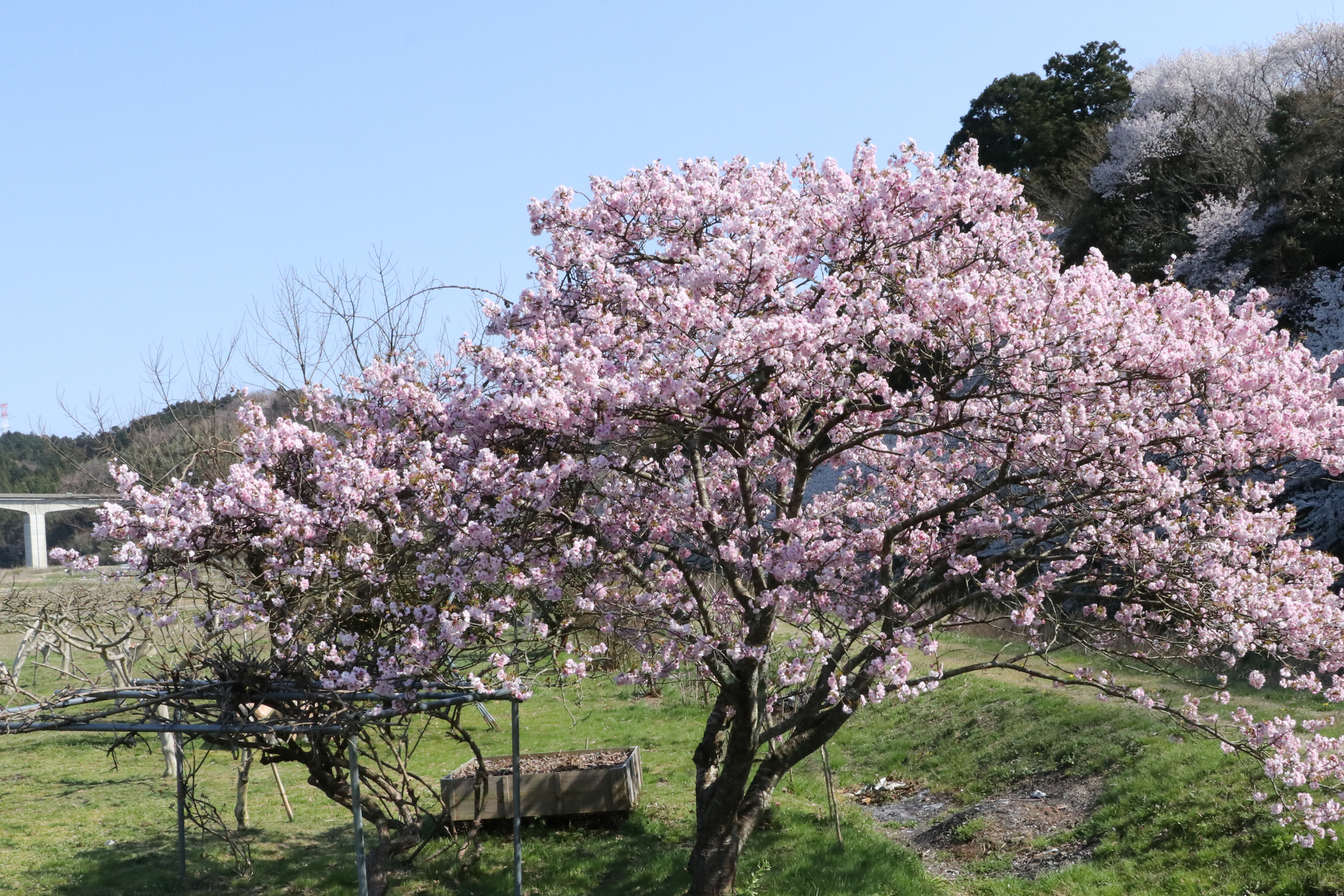桜の画像7