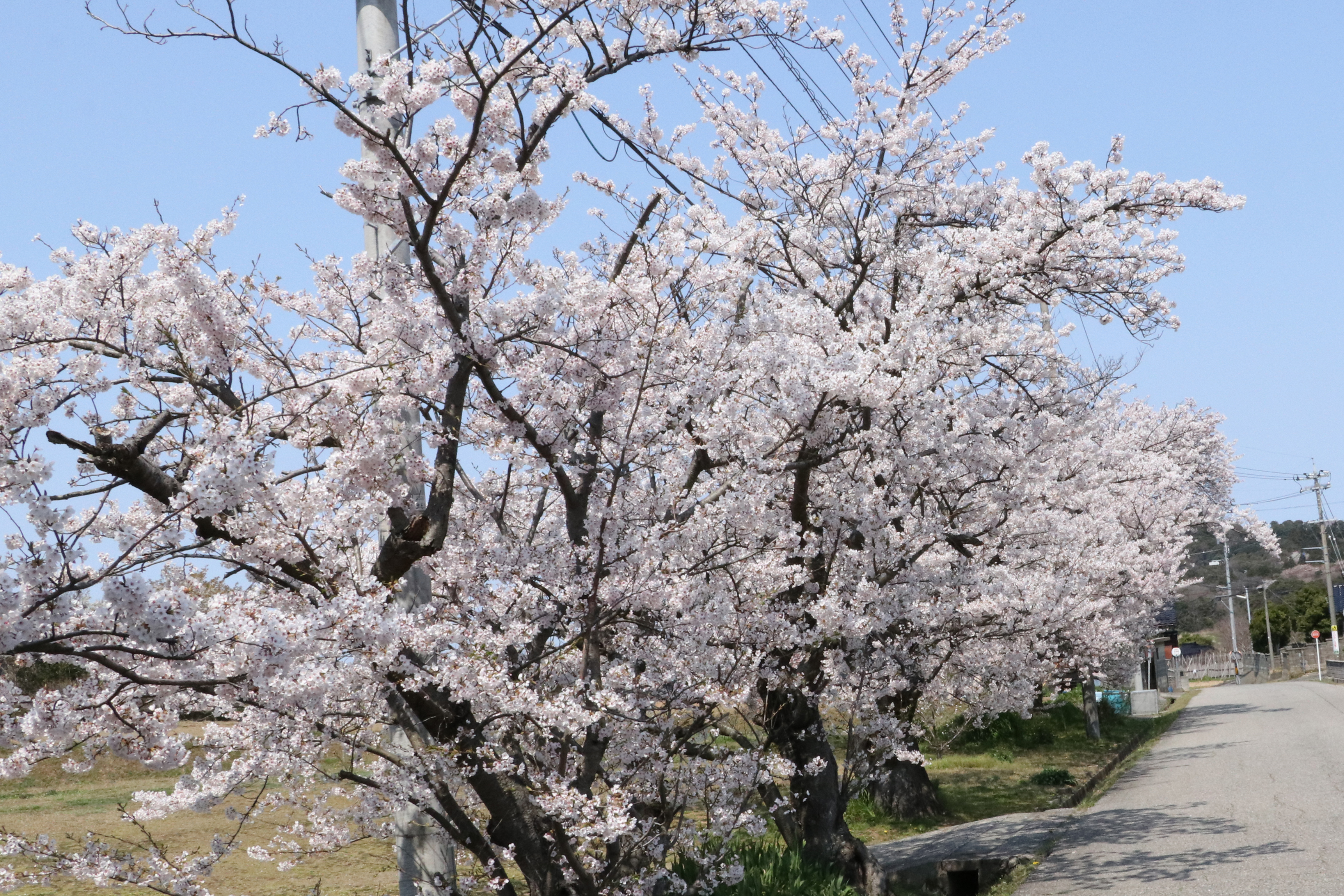 旧笹波保育園の桜の画像