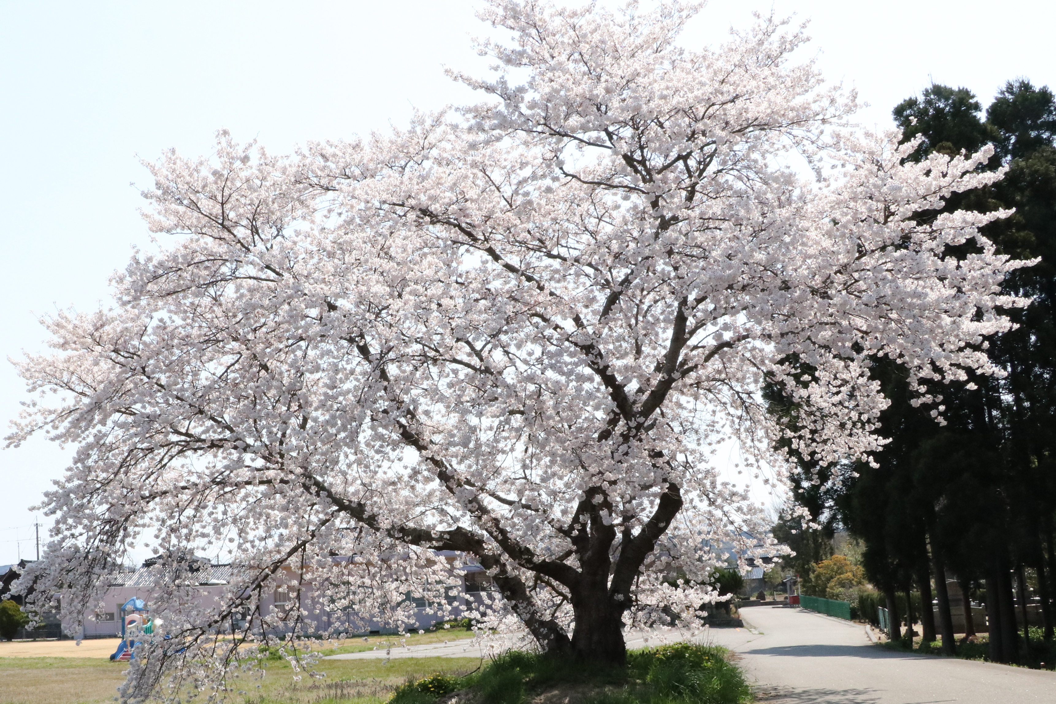 旧ますほ保育園の桜の画像