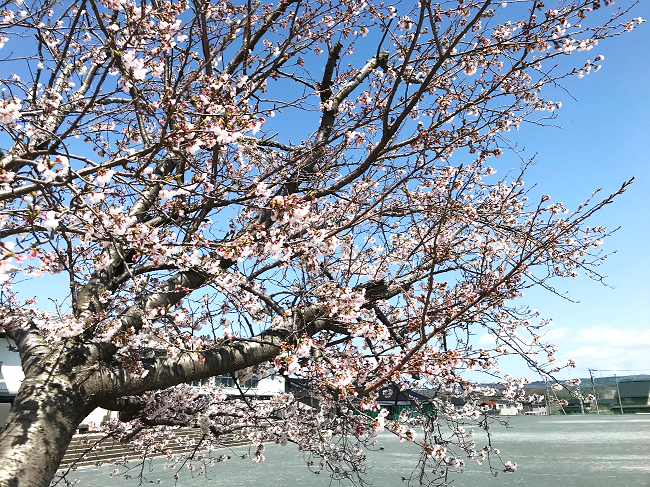 4月9日の画像2